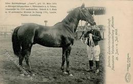 Pferd Halbbluthengst Vasco 1905 I-II - Horses