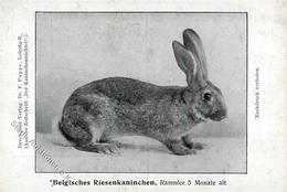 Hase Belgisches Riesenkaninchen I-II - Altri & Non Classificati