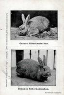 Hase Graues Silberkaninchen I-II - Other & Unclassified