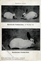 Hase Russische Kaninchen  I-II - Other & Unclassified