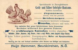 Huhn Neunkirchen (2620) Österreich Spezialzucht In Zwerghühnern 1909 I-II - Sonstige & Ohne Zuordnung