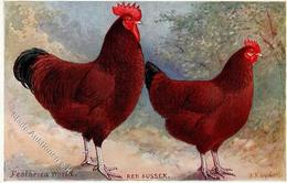 Huhn Red Sussex Künstlerkarte I-II - Other & Unclassified