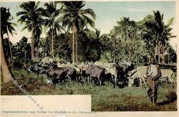 Kolonien Deutsch-Ostafrika Viehhirte Mit Herde Stpl. Dar-es-Salaam 19.8.11 I-II Colonies - Geschiedenis