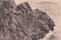 PLOGOFF  Lapointe Du Raz La Tete De Cochon Et Le Chapeau Du Général La Grande Grotte De L'est De La Baie Des Trépassés - Plogoff