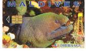 MALDIVE (MALDIVES)   - DHIRAAGU (CHIP) - 2000 MORAY EEL  (DIFFERENT CHIP)CODE 256MLD     - USED  -  RIF. 1579 - Fische