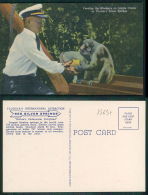 USA [OF #15637] - FLORIDA FEEDING THE MONKEYS ON JUNGLE CRUISE  AT SILVER SPRINGS - Silver Springs