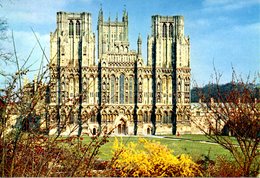 ROYAUME-UNI. Carte Postale Neuve. Cathédrale De Wells. - Wells