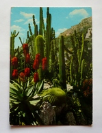 Cpsm Grand Format- Principauté De MONACO - Le Jardin éxotique - CANDELABRE- AGAVE ET COUSSINS DE BELLE-MERE - Cactussen