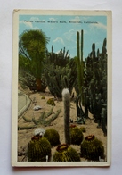 CACTUS GARDEN , WHITE'S PARK , RIVERSIDE CALIFORNIA - Cactus