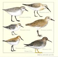 Bécasseaux  Sanderling, Cocorli, Minute, Maubèche, Variable Et Violet - Pájaros