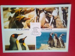 Penguins - Isole Falkland