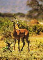 ANIMALS - IMPALA ANTELOPE  (Aepyceros Melampus) - Tiergarten