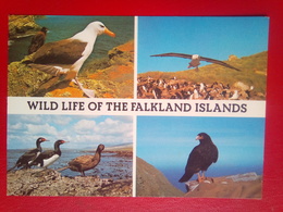 Wildlife Of The Falkland Islands - Falkland