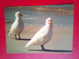 Snowy Shealthbills - Falkland Islands