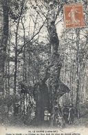 LOIRE ATLANTIQUE - 44 - LE GAVRE - Dans Le Forêt - Le Chêne Du Duc Agé De Plus De Douze Siècles - Le Gavre