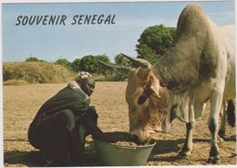 AFRIQUE,SENEGAL,PAYSAN,ELEVEUR,METIER DE LA TERRE,ZEBU,SERERE - Sénégal