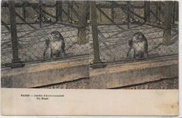 CPA Stéréo Stréréoscopique Non Circulé Singe Paris - Stereoscope Cards