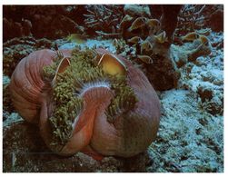 (44) Australia - QLD - Sea Anemone (Great Barrier Reef) - Great Barrier Reef