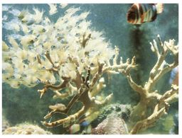 (44) Australia - QLD - Corals (Great Barrier Reef) - Great Barrier Reef