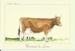 Vaches De France 'Froment Du Leon' - Bretagne, Animal Domestique, Bonne Vache Laitière - Cows