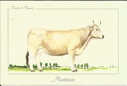 Vaches De France, La 'Nantaise' - Loire Atlantique 44 - Animal Domestique, VACHE LAITIERE - Cows