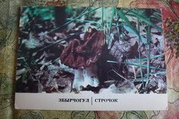 USSR. Moldova. Old Rare Postcard  - Gyromitra -   Champignon  - Mushroom 1960s - Pilze