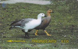 Falkland Islands,  FLK339B, Upland Geese, 2 Scans.   339CFKB. - Falkland