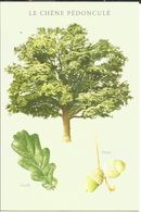 Carte Illustrée Arbre, Chêne Pedonculé, Feuille, Fruit, Gland - Dessin Jacky Jousson - Arbres