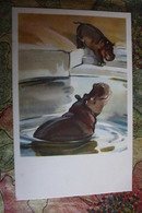 Moscow Zoo - Old USSR Postcard. STROGANOVA. Hippo. 1969 - Hippopotamuses