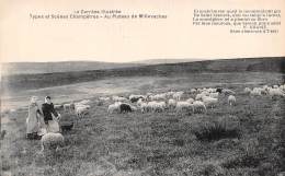 Non Classées. Corrèze       19    Plateau De Millevaches.  Moutons         (voir Scan) - Andere & Zonder Classificatie