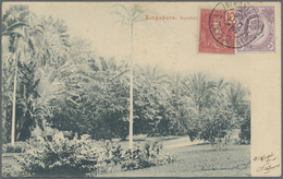 Br/ Malaiische Staaten - Straits Settlements: 1908, Picture Post Card Of "Botanical Gardens, Singapore" - Straits Settlements