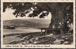 D-95688 Friedenfels Im Steinwald- Blick Von Der Alten Buche Zum Steinwald (50er Jahre) - Tirschenreuth