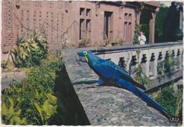 76  Cleres Parc Zoologique  Hyacinthe  Perroquet Bleu - Clères