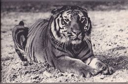 Parc Zoologique Du Bois De Vincennes Tigre Du Bengale - Tiger