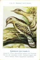 ** T2 Nyaktekercs (Jynx Torquilla L.) A Madártani Intézet Kliséi; Hazai Madaraink Képsorozat / Eurasian Wryneck S: Csörg - Unclassified