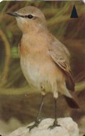 BAHREIN. 46BAHB(0). AVE - BIRD. Oenanthe Isabellina. 1998. (003) - Baharain