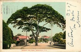 Monkey Pod Tree Honolulu - Honolulu