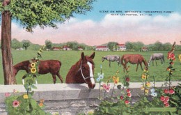 Kentucky Lexington Scene Showing Horses On Mrs Whitney's Greentree Farm - Lexington
