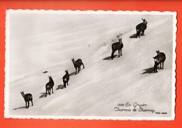 GBA-08  Charmey, Les Chamois Dans La Neige, En Gruyère. Non Circulé. - Charmey