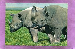 Afrikaanse Neushoorns - Spitzmaum Nashörner - African Rhinoceros - Rhinoceros Africains - Rhinocéros