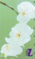 Télécarte  Japan Fleur ORCHID (3656)  Orchidée Orquídea Orchidee Flower - Fleurs