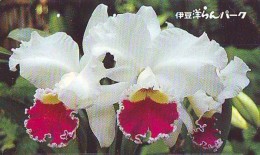 Télécarte  Japan Fleur ORCHID (3672  Orchidée Orquídea Orchidee Flower - Fleurs