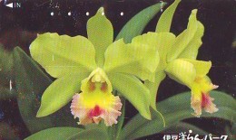 Télécarte  Japan Fleur ORCHID (3698)  Orchidée Orquídea Orchidee Flower - Fleurs
