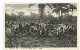 Africa Postcard Sierra Leone Preparing The Land For Planting Tucks Postcard Unused - Sierra Leone