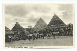 Africa Postcard Sierra Leone Village Cattle Farming Tucks Postcard Unused - Sierra Leone