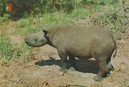 RHINOCEROS  Postcard Unused    ( Z 1055 ) - Rhinoceros
