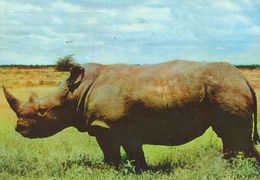 RHINOCEROS  Postcard Used    ( Z 1057 ) - Rhinocéros
