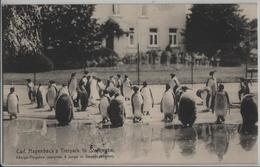 Carl Hagenbeck's Tierpark In Stellingen - Königs-Pinguine (darunter 4 Junge In Daunengeflieder) No. 1005 - Stellingen