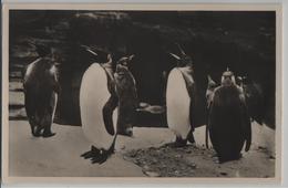 Carl Hagenbeck's Tierpark In Stellingen - Südpolar-Panorama: Königs-Pinguine - Stellingen