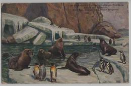 Carl Hagenbeck's Tierpark In Stellingen - Bassaon Für Walrosse, Seelöwen, Königs- Und Brillen-Pinguine - Stellingen